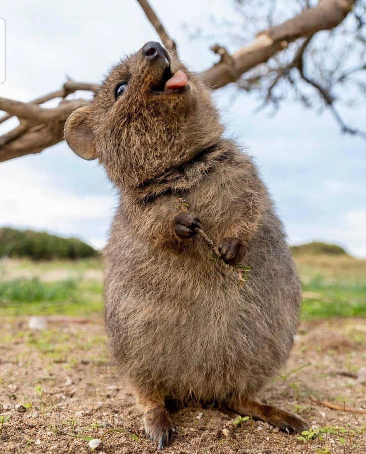 Quokka Taustakuva