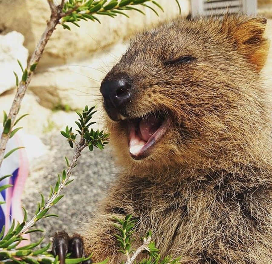 Quokka Fond d'écran