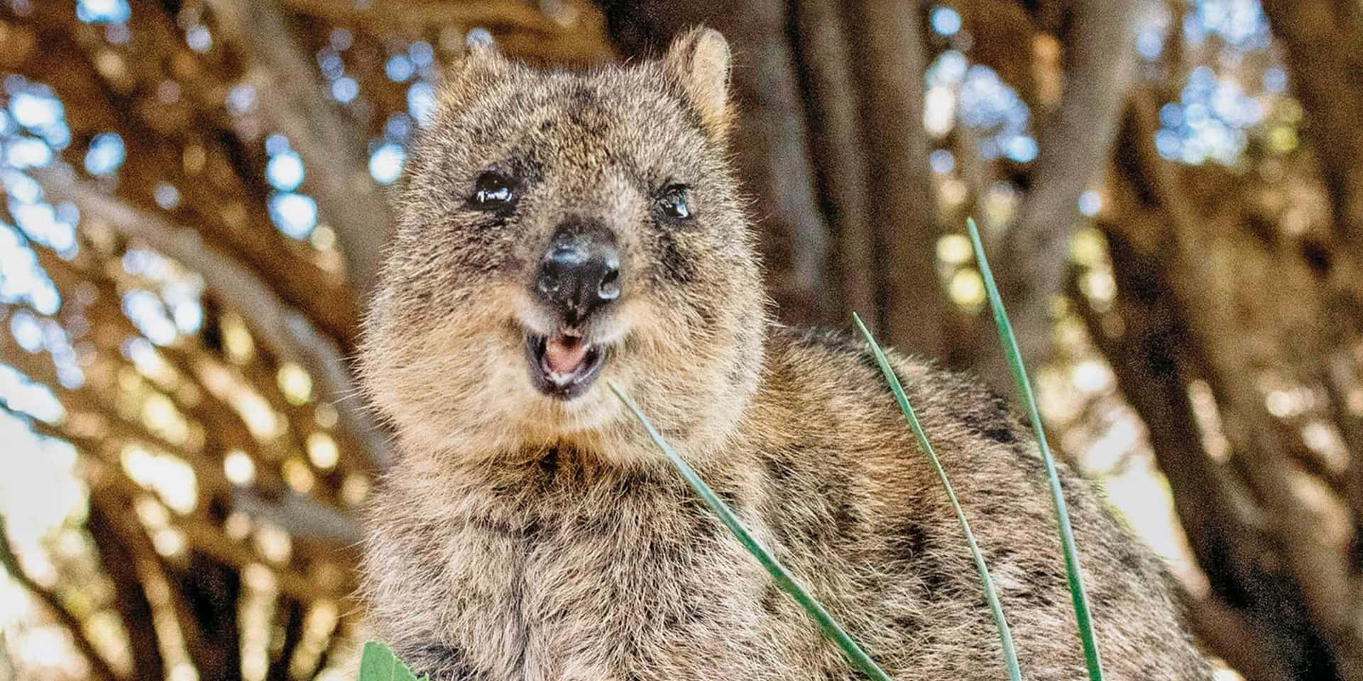 Quokka Wallpaper