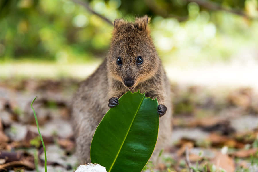 Quokka Wallpaper