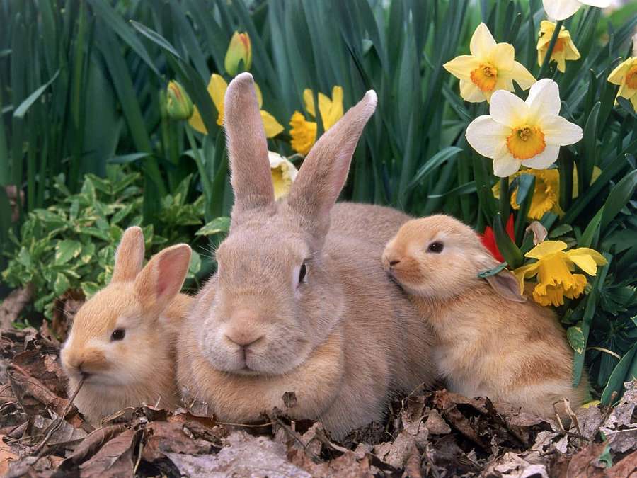 Three rabbits nestled in leaves near daffodils in a garden. — Rabbit Background