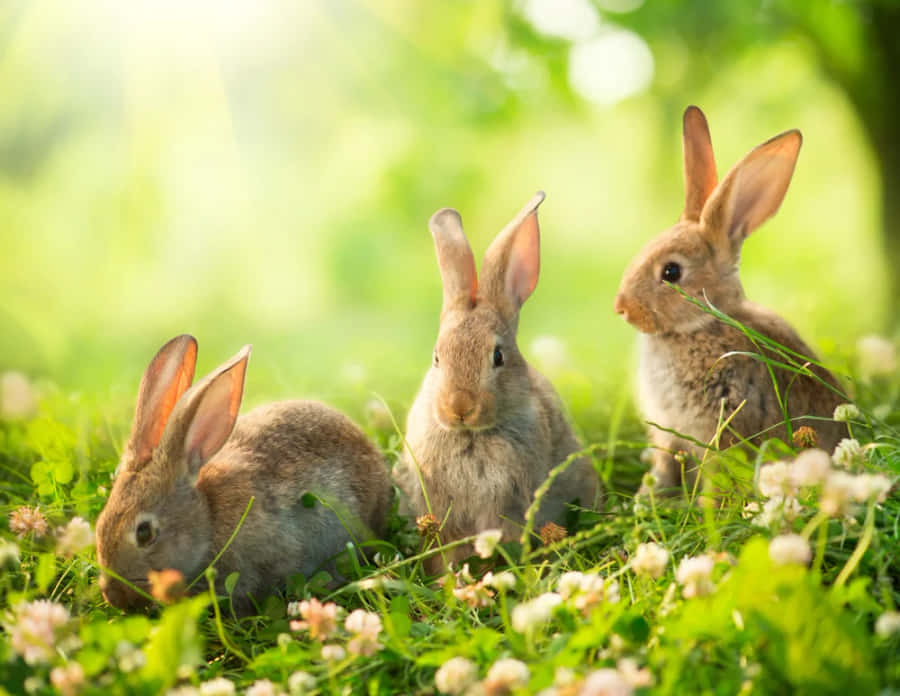 Rabbit Pictures