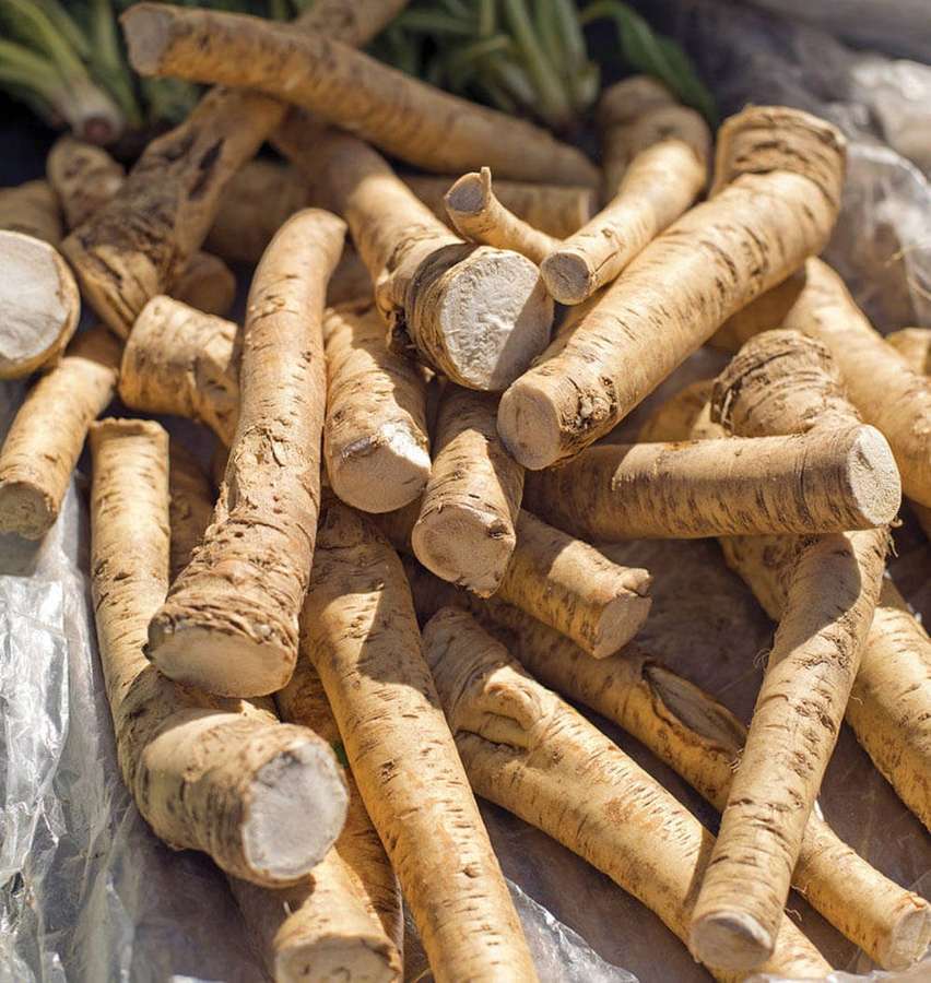 Haufen frischer Pastinaken mit rauer Schale und abgeschnittenen Enden auf Plastikfolie. — Radieschen Wallpaper