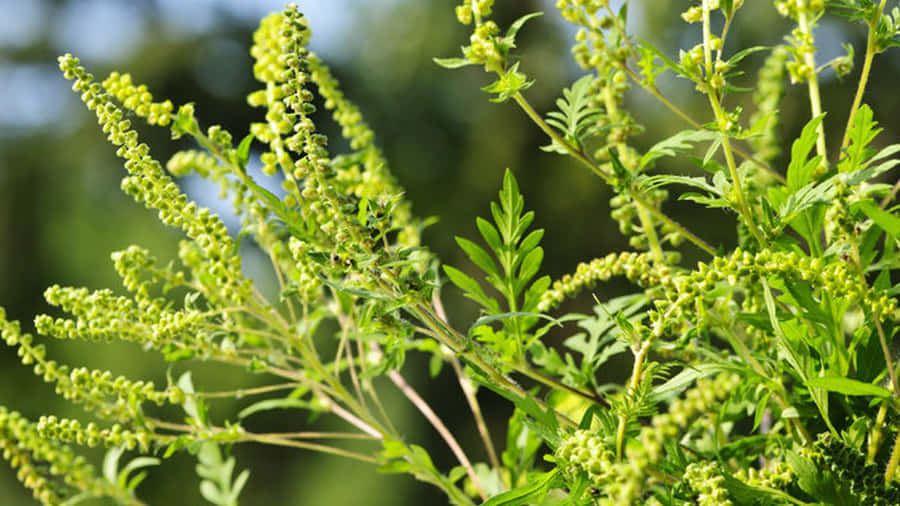 Ragweed Pictures Wallpaper