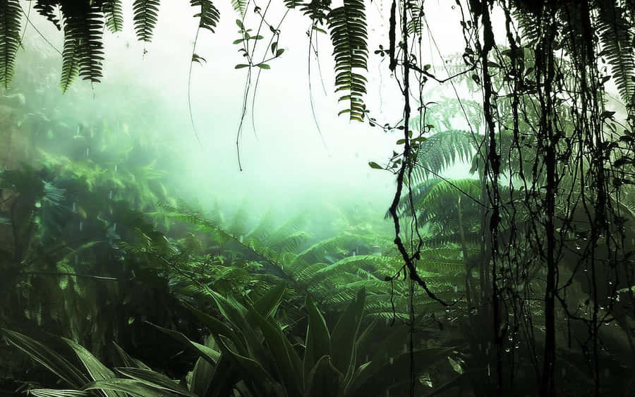 Rainforest Background Wallpaper