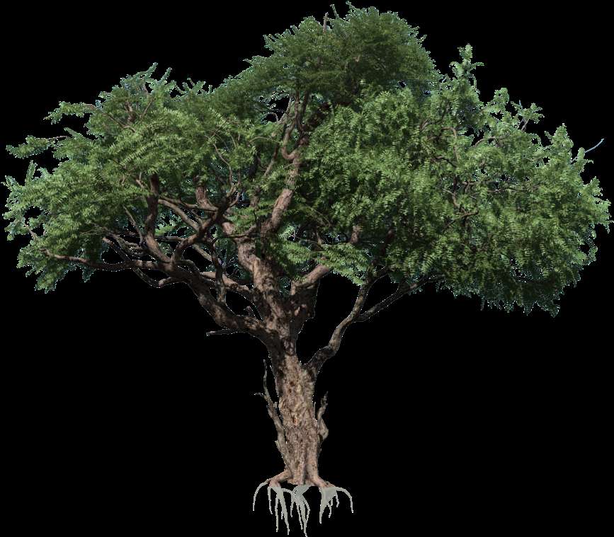 A detailed tree with visible roots and dense green leaves against a black background. — Rainforest PNG