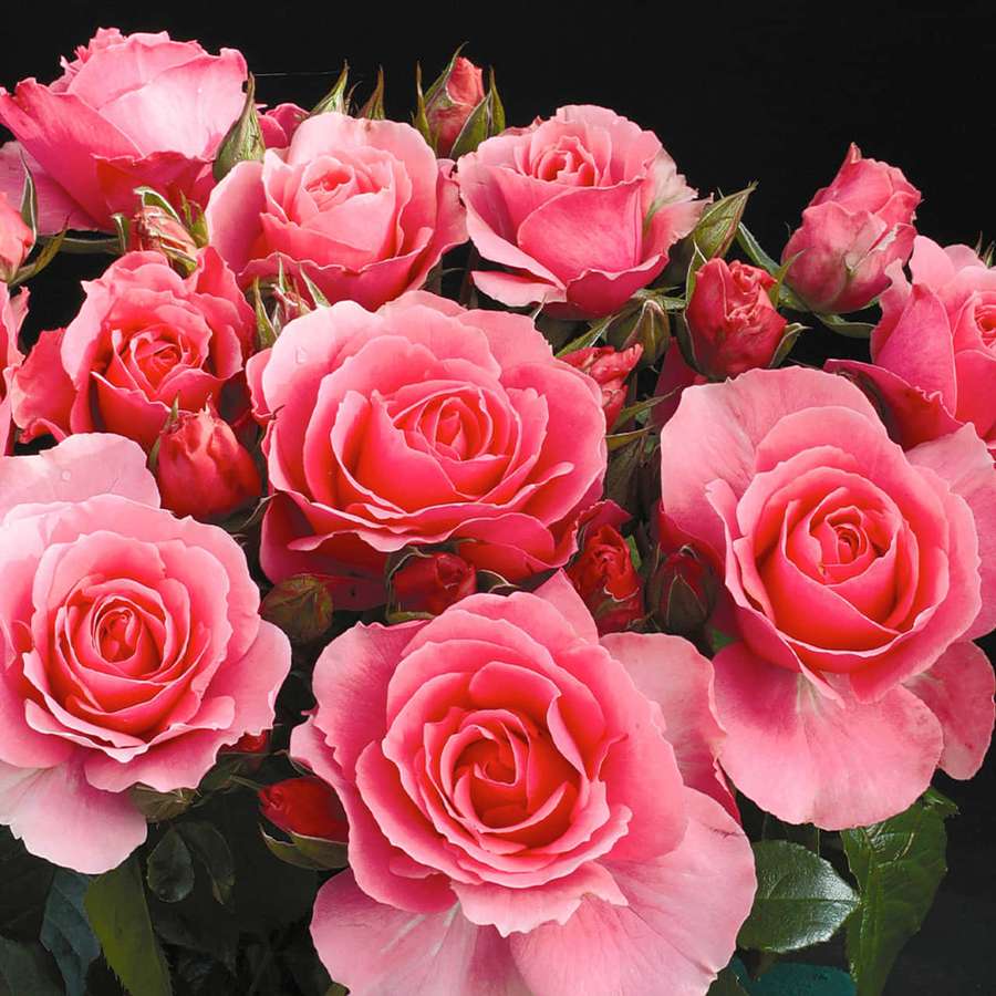 Ramo de rosas rosadas con gotas de rocío y hojas verdes sobre fondo negro — Ramo Fondos de pantalla