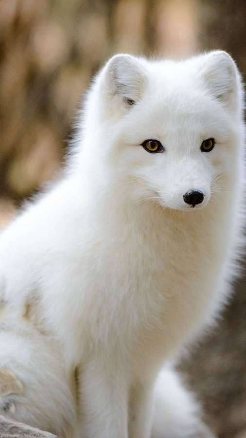 Uma raposa-do-ártico branca com olhos dourados sentada em um ambiente natural. — Raposa ártica Papéis de Parede