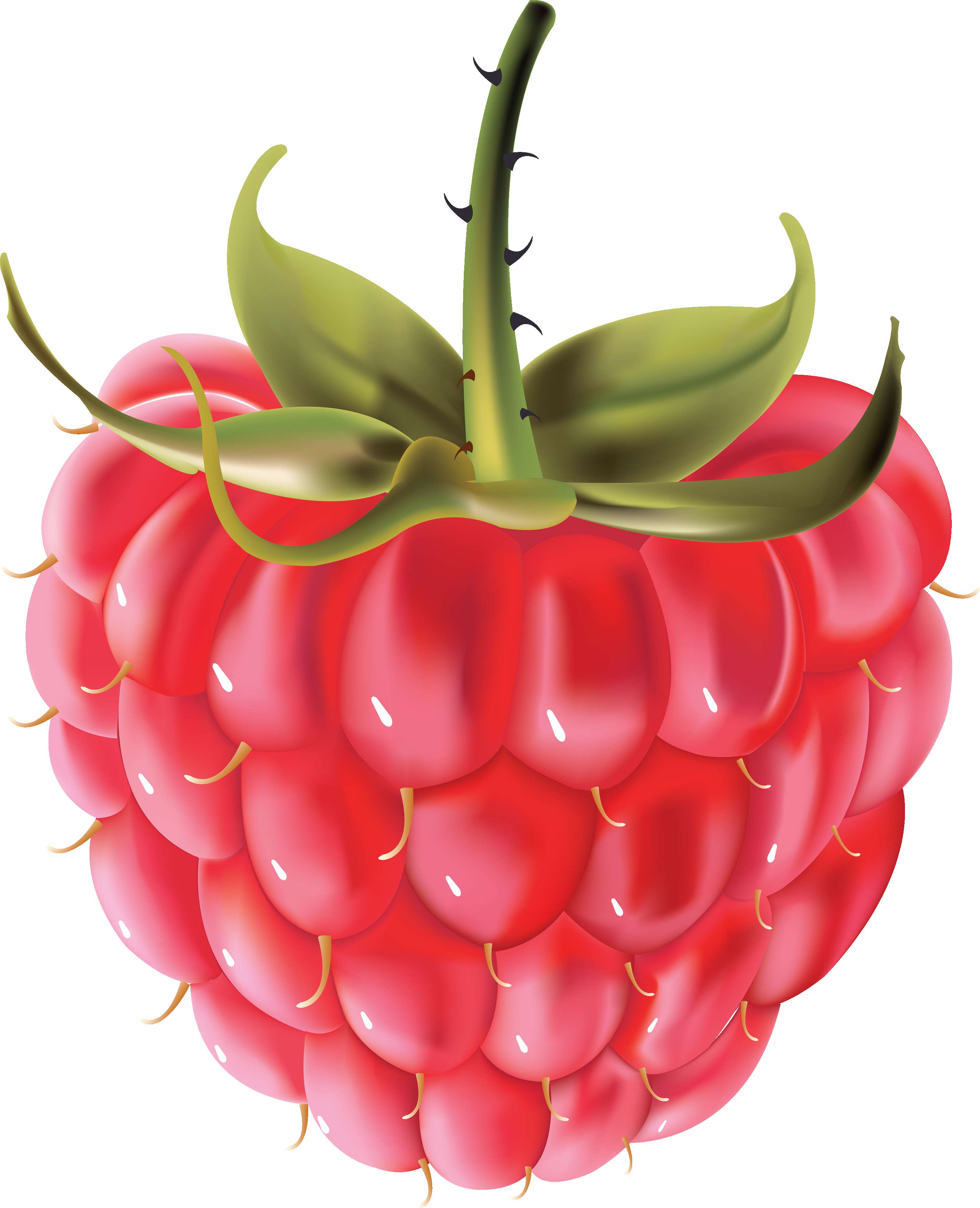 A ripe red raspberry with green leaves and thorny stem. — Raspberries PNG
