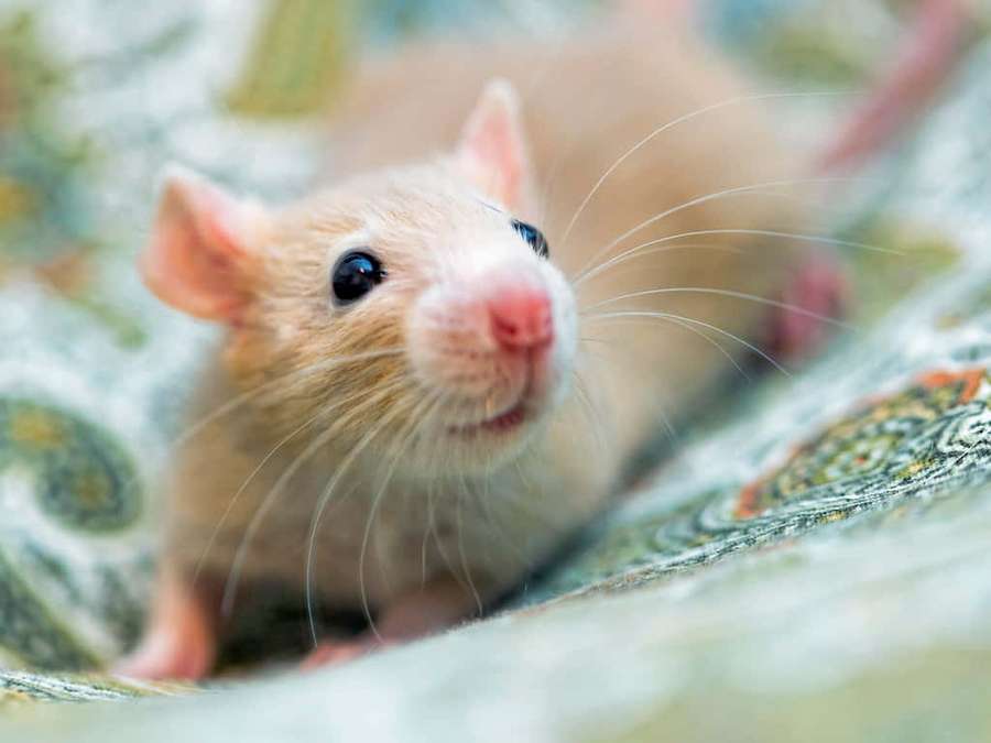 A small light brown rat with dark eyes and pink nose on patterned fabric. — Rat Picture