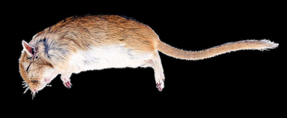 A small furry rodent sleeping curled on a black background. — Rat PNG