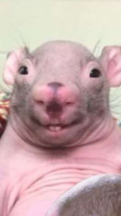 Um rato rosa sem pelos com olhos grandes e um rosto sorridente. — Rato Papéis de Parede