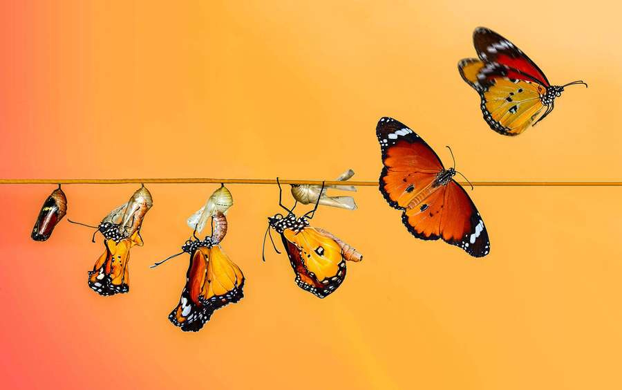 Schmetterlinge schlüpfen aus Puppen an einem Draht vor orangefarbenem Hintergrund. — Raupe Wallpaper