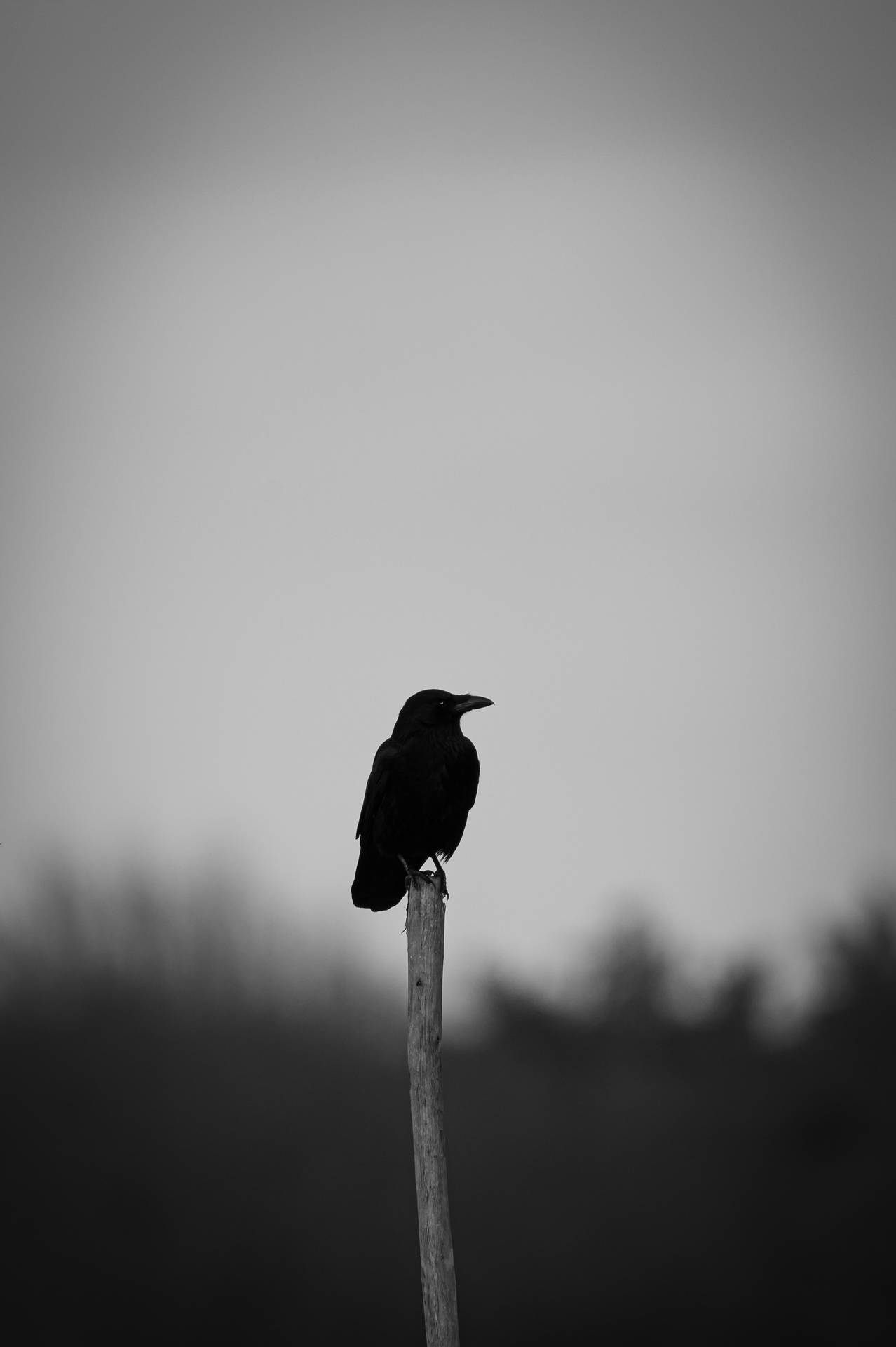 Free Raven Background Photos, [100+] Raven Background for FREE