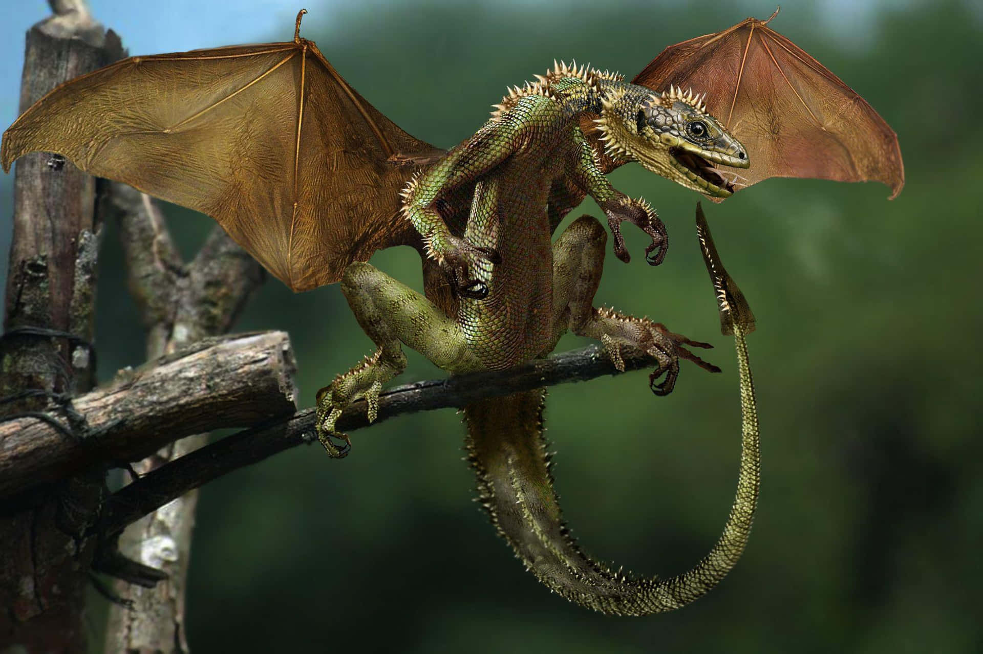 Real Dragon Pictures Wallpaper