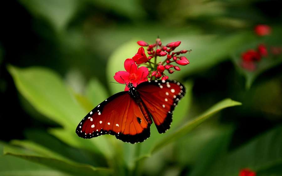 A monarch butterfly perched on red flowers with green leaves in background — Red Butterfly Wallpaper