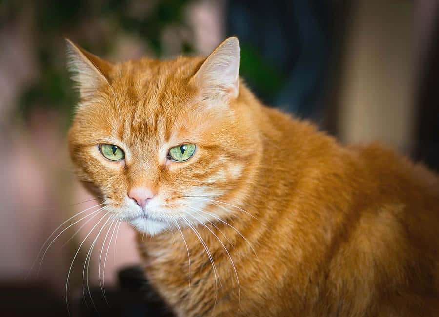 Ginger cat with green eyes looking directly at viewer indoors — Red Cat Wallpaper