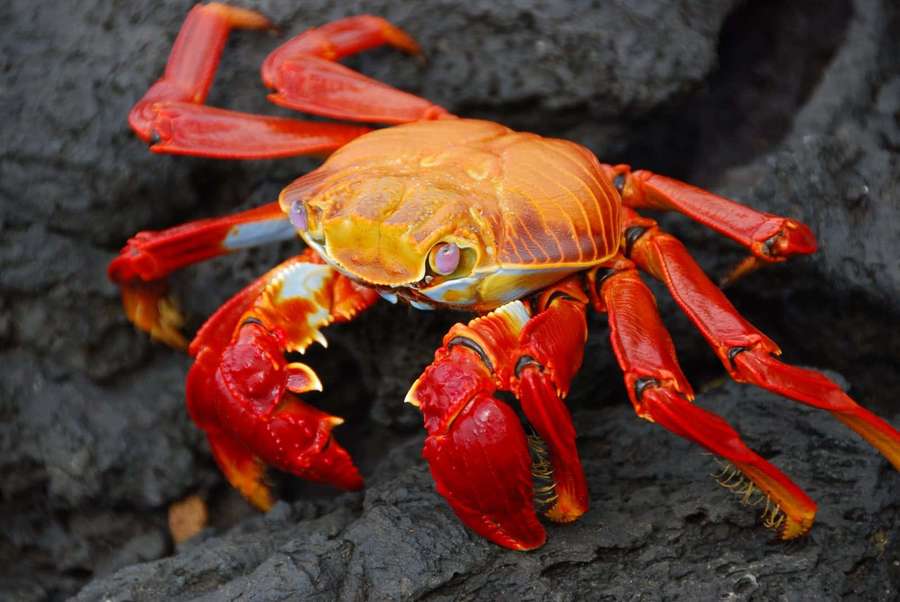 A bright red crab with purple eyes on dark volcanic rock. — Red Crab Wallpaper