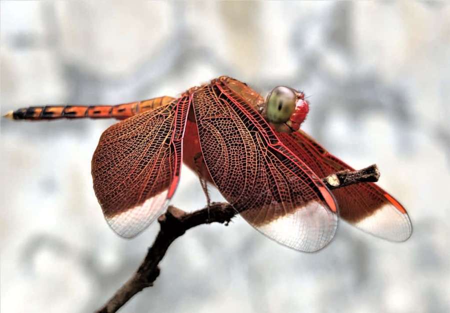 A red dragonfly with detailed wings perched on a twig in nature. — Red Dragonfly Wallpaper