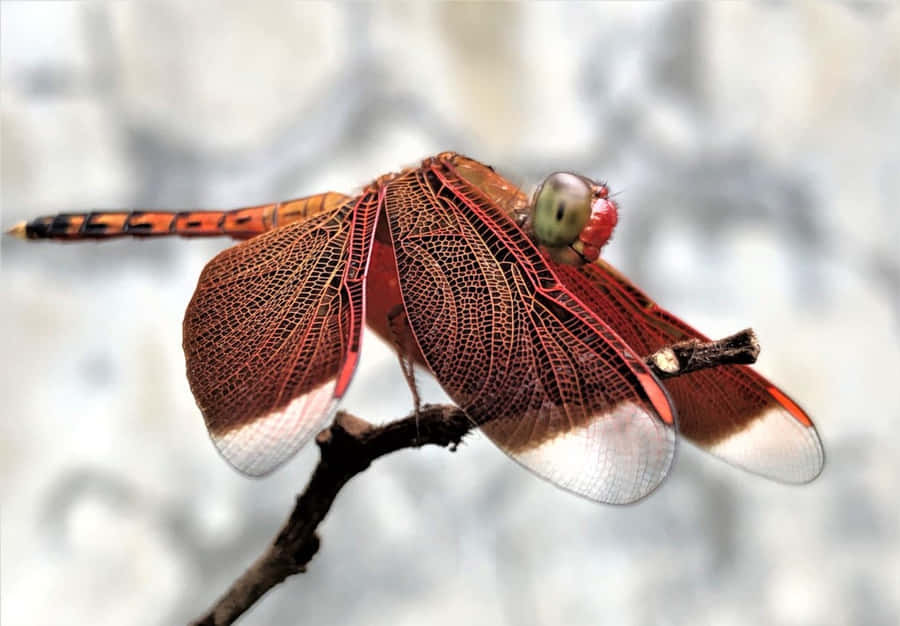 Red Dragonfly Wallpaper