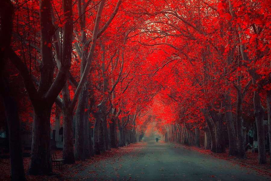 A person walks under a canopy of red autumn trees on a misty path. — Red Forest Wallpaper