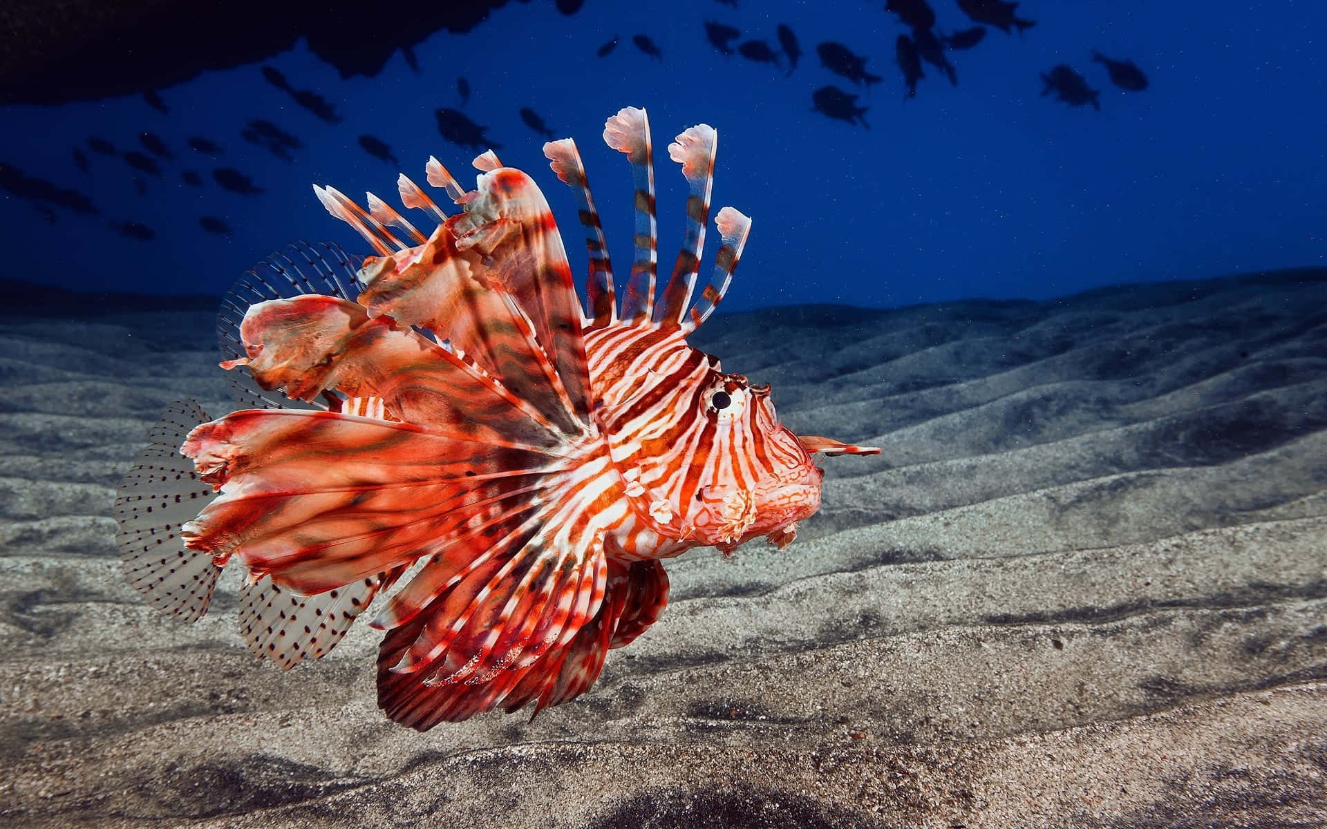 Red Lionfish Wallpaper