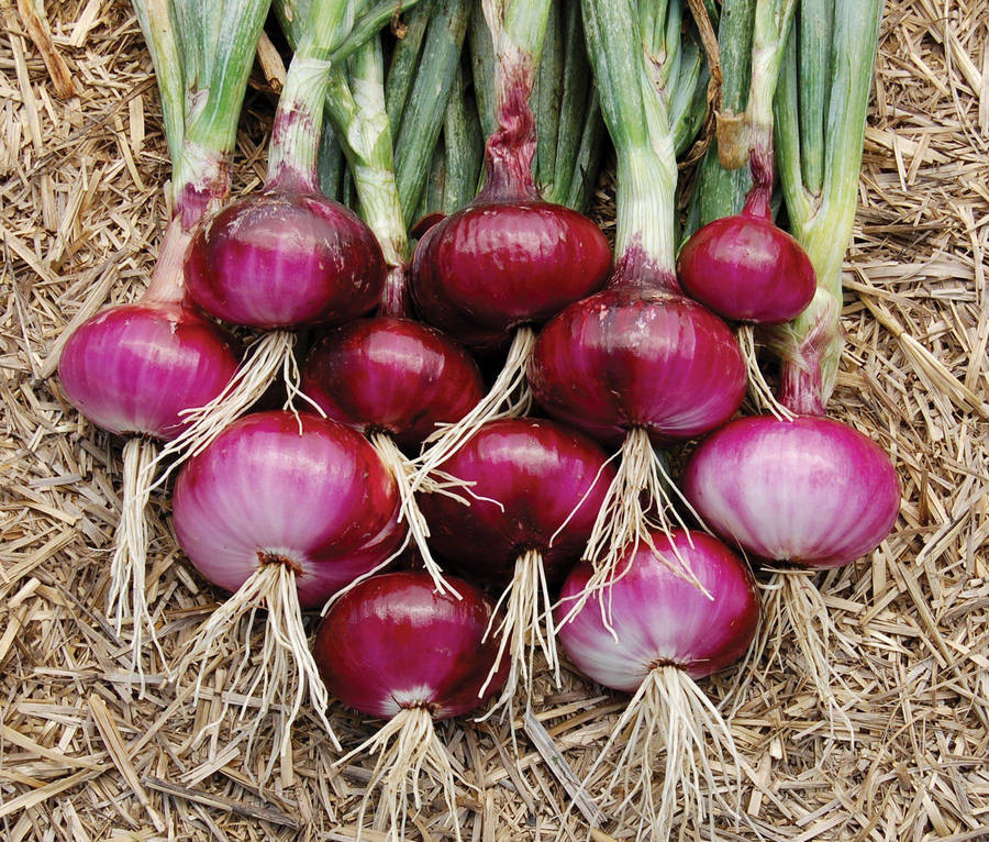 Red Onion Bilder