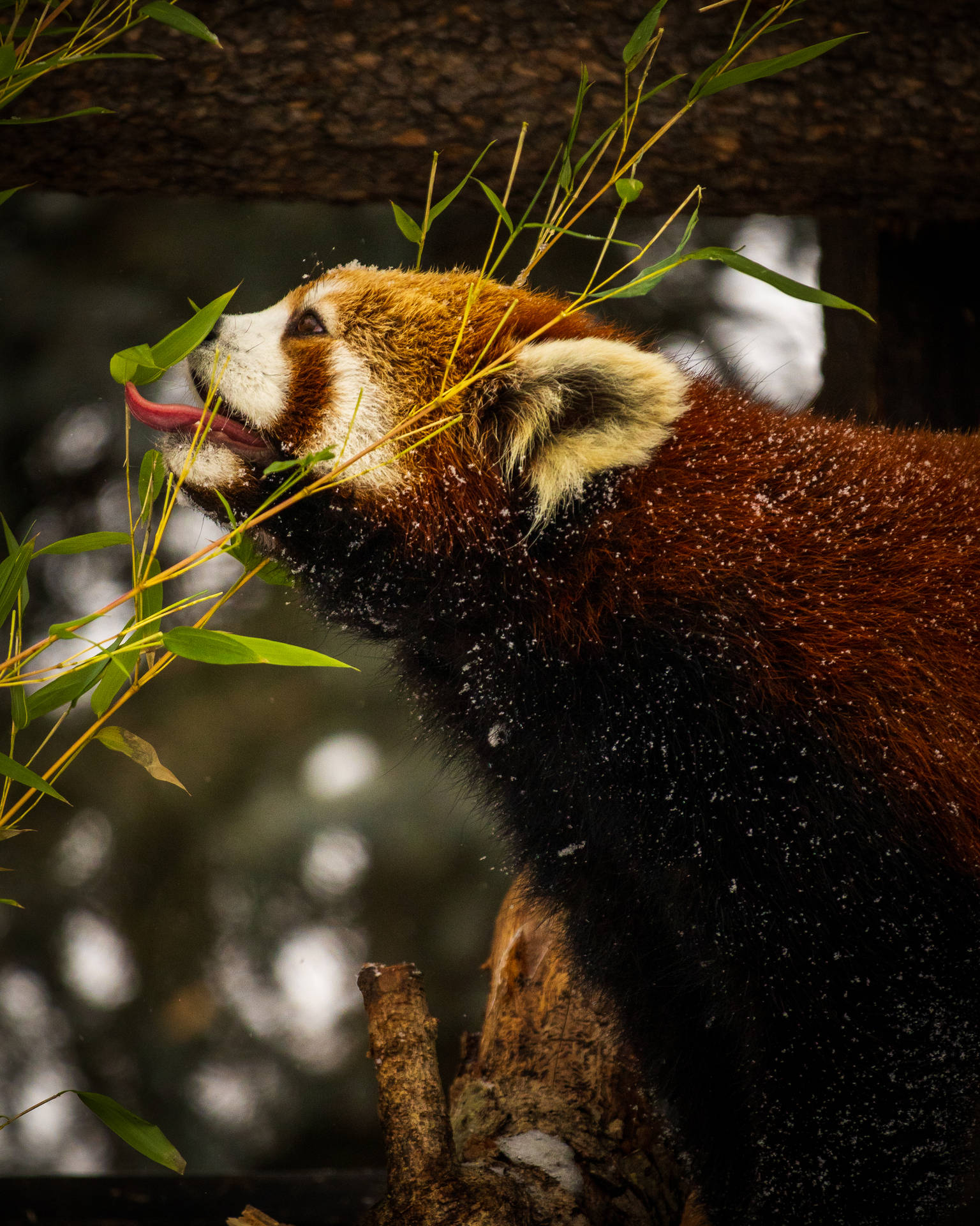 Red Panda Wallpaper