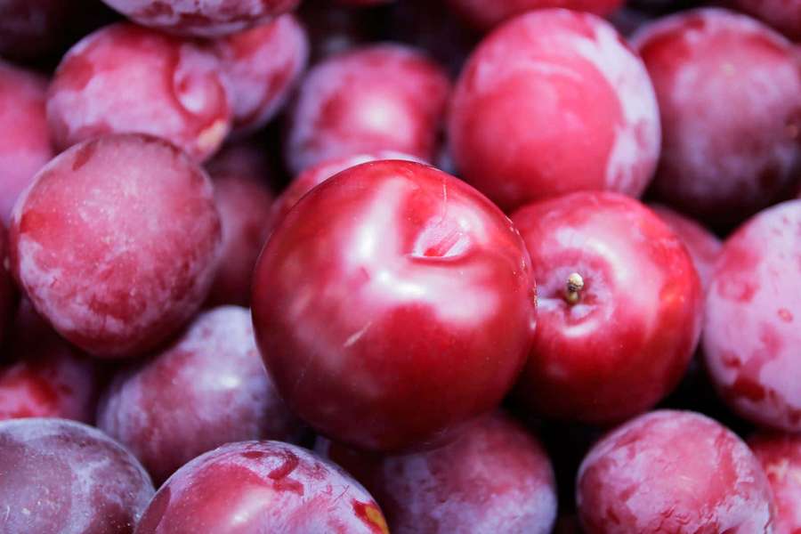 A pile of ripe red plums with a powdery bloom and dewy surface. — Red Plum Wallpaper