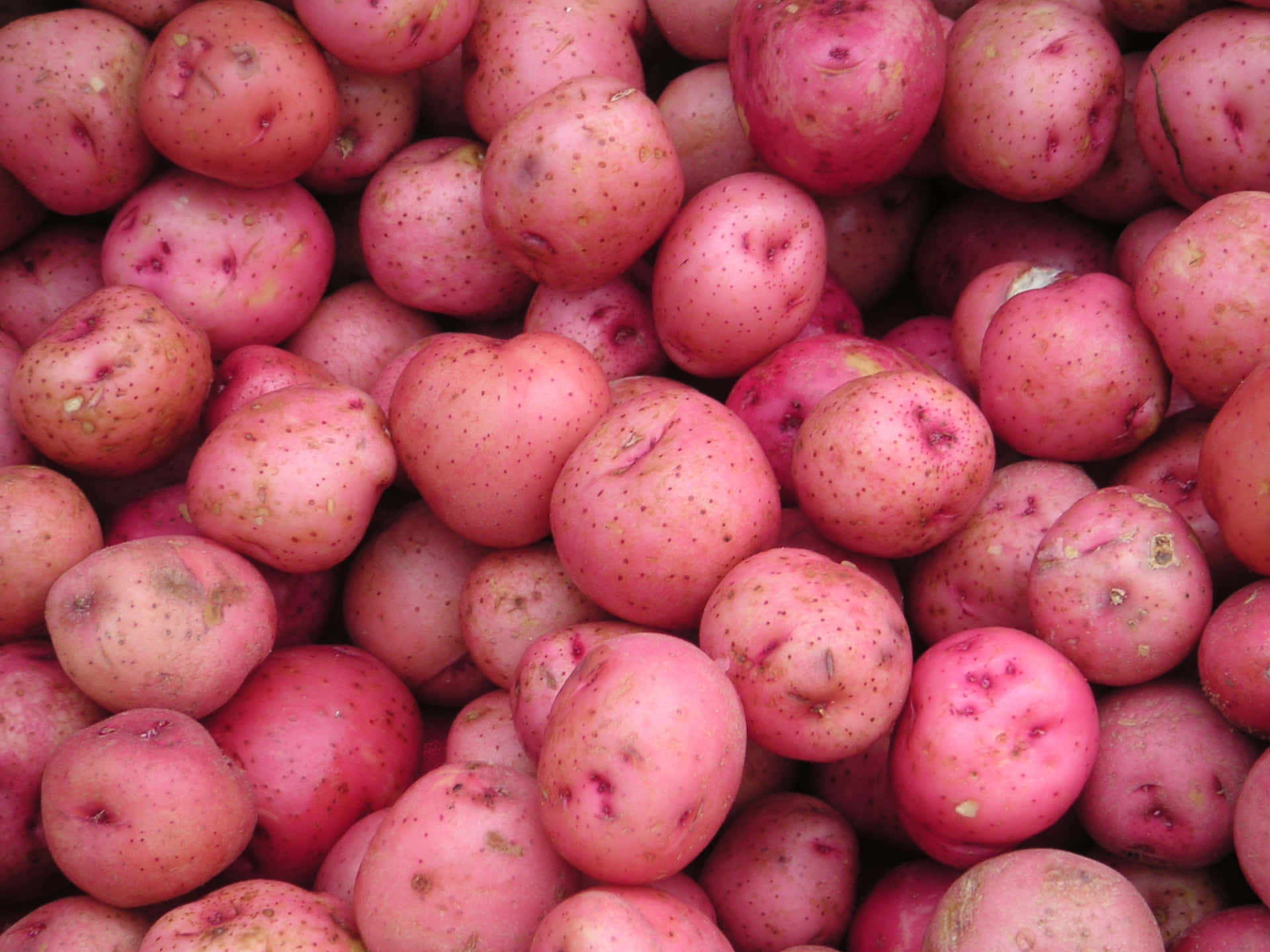 Red Potatoes Wallpaper