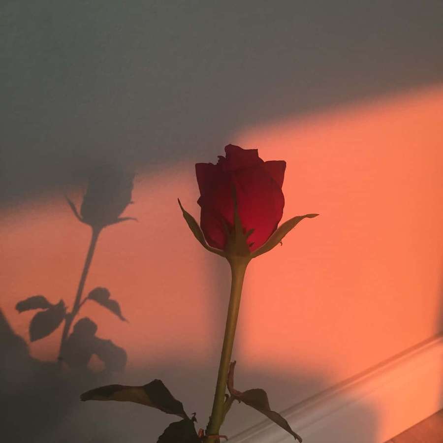 A red rose with its shadow on a wall during sunset. — Red Rose Aesthetic Background