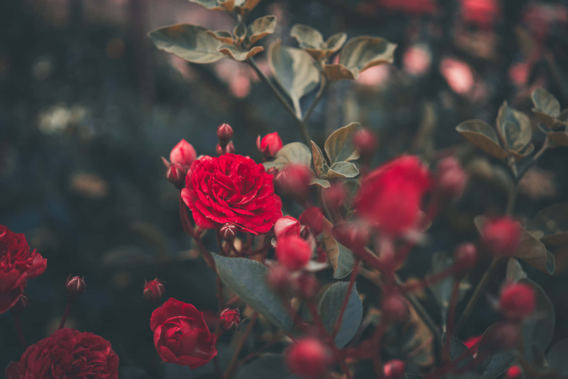 Red Roses Background Wallpaper