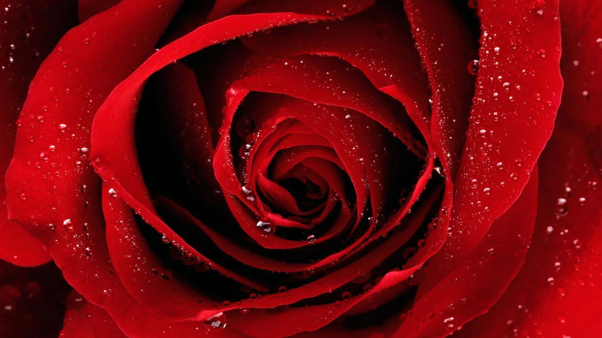 Red Roses Laptop Wallpaper