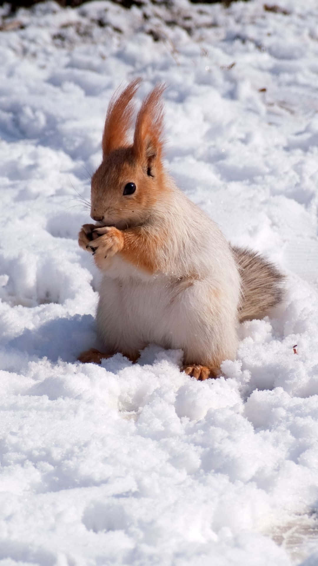 Red Squirrel Wallpaper