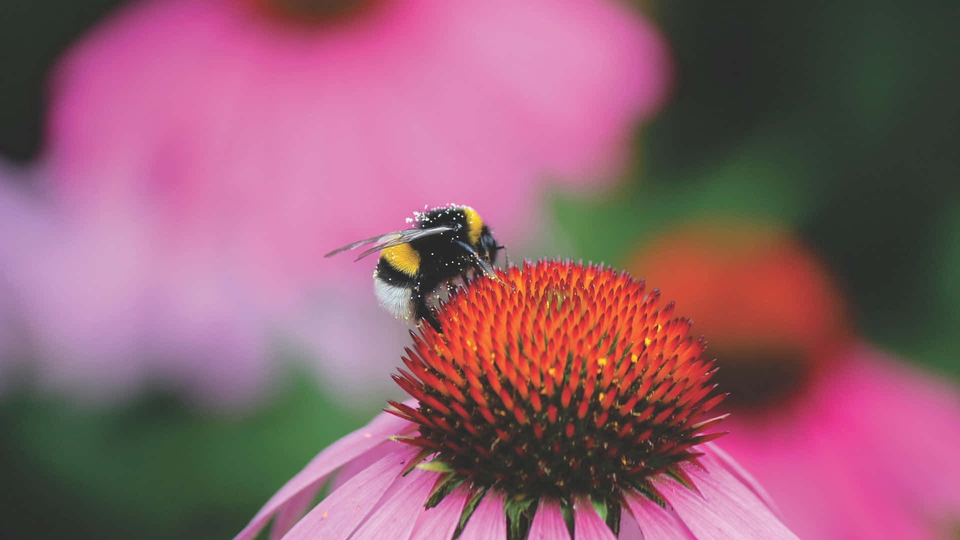 Red-tailed Bumblebee Wallpaper