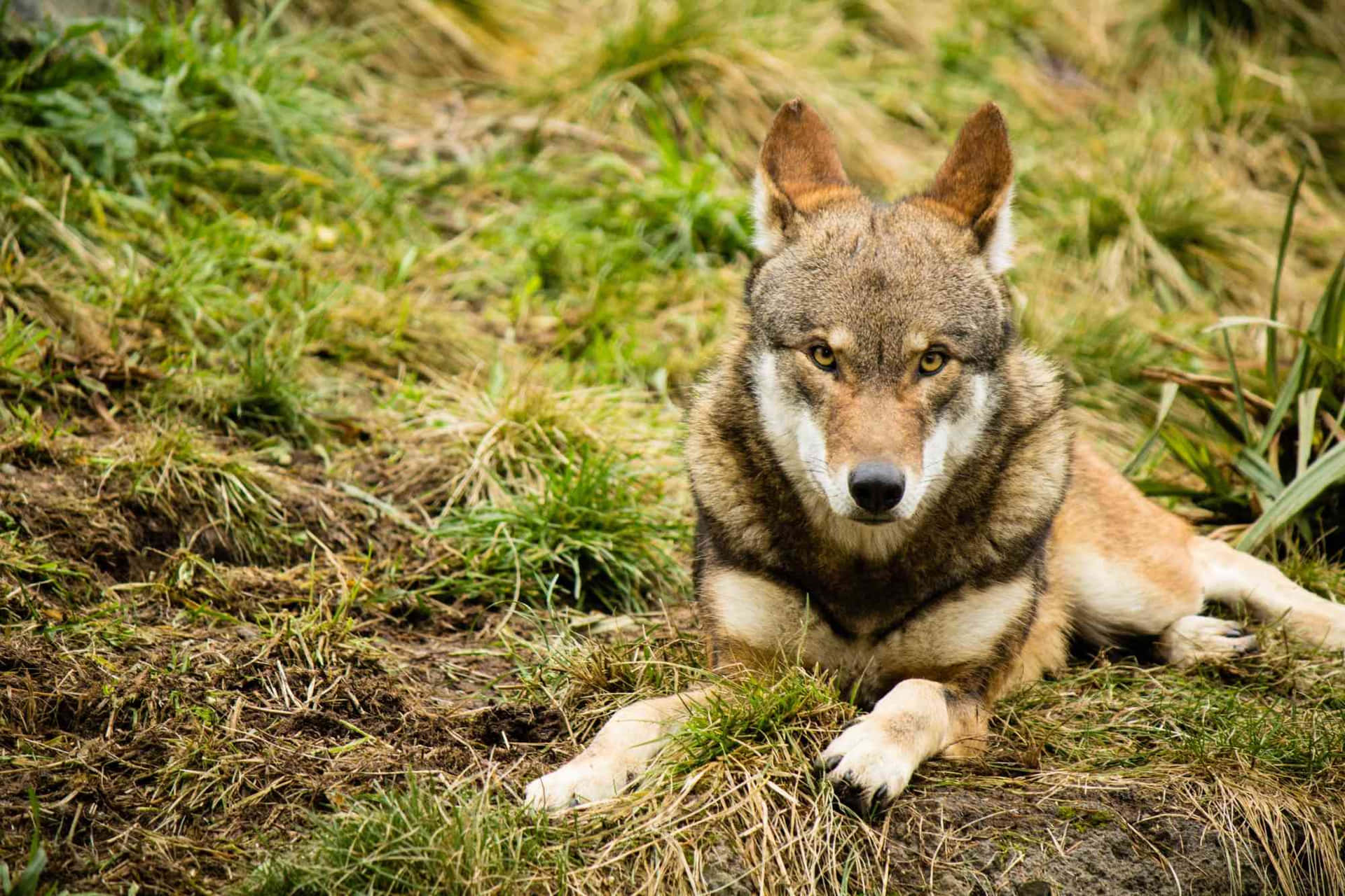 Red Wolf Pictures Wallpaper