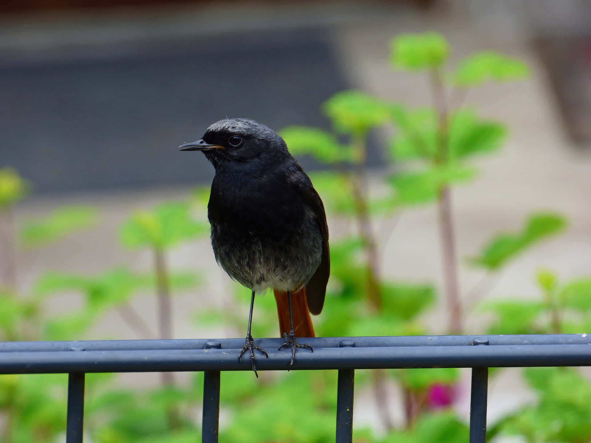 Redstart Wallpaper