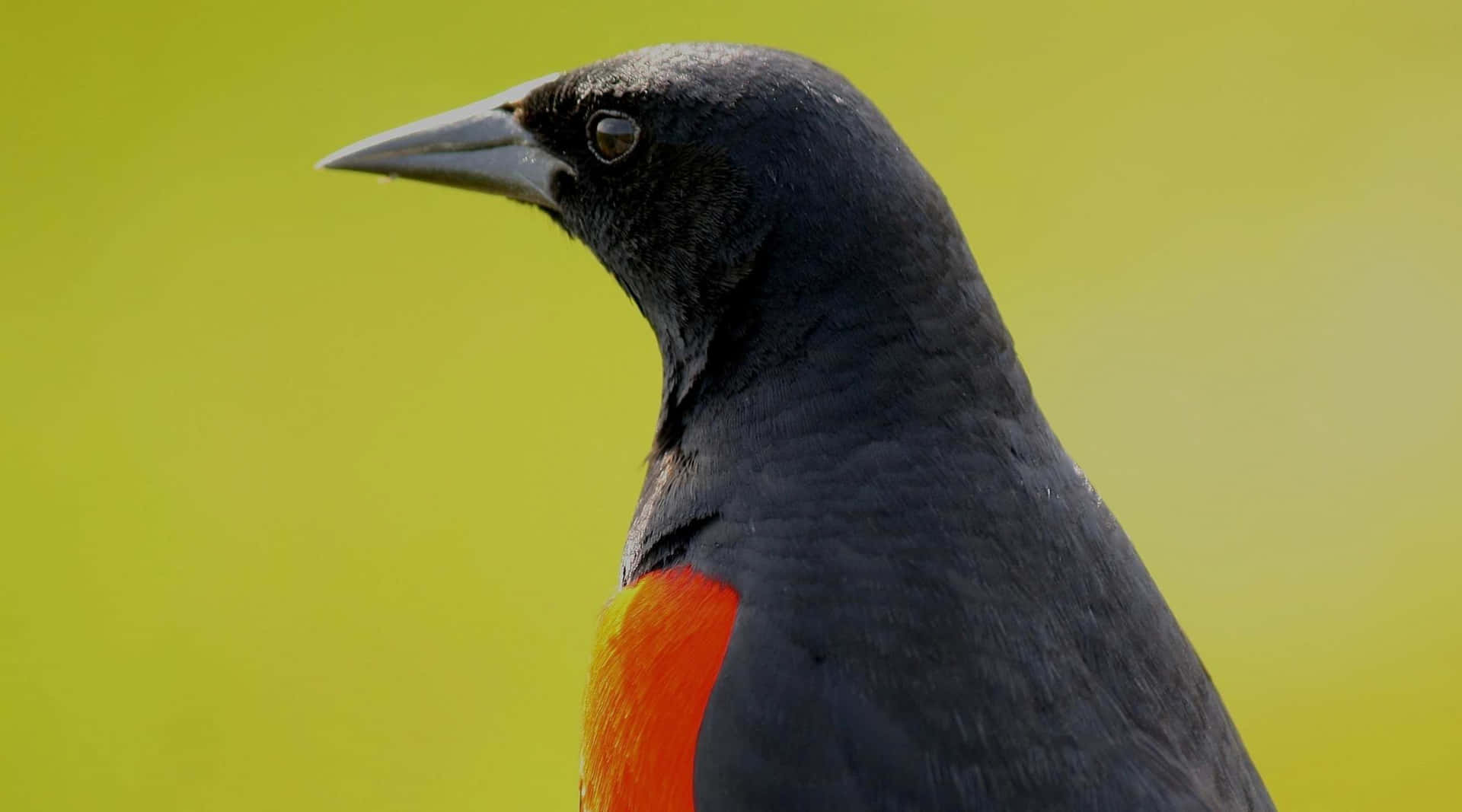 Redwing Blackbird Achtergrond