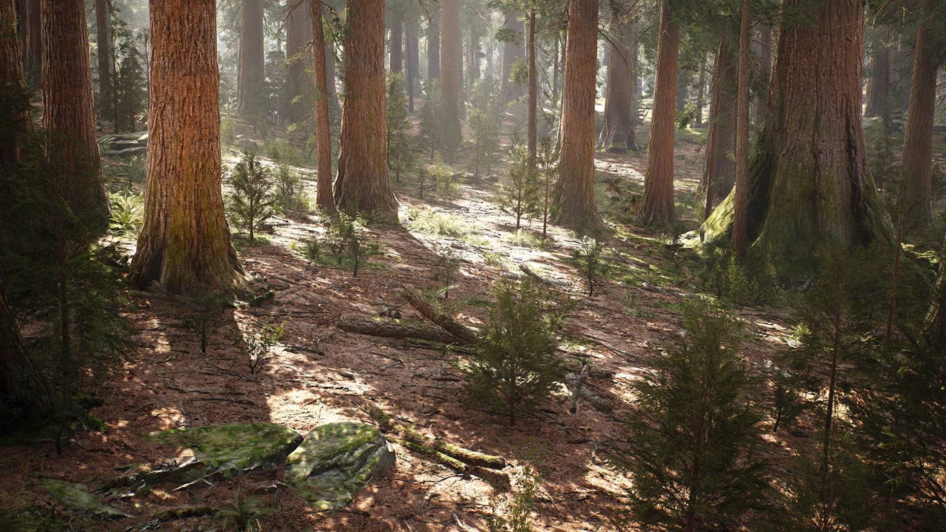 Redwood Fondo de pantalla