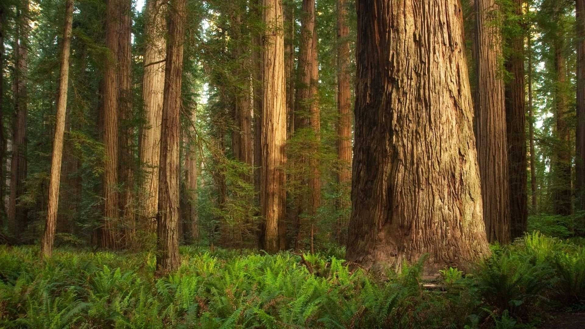 Redwood Baggrunde
