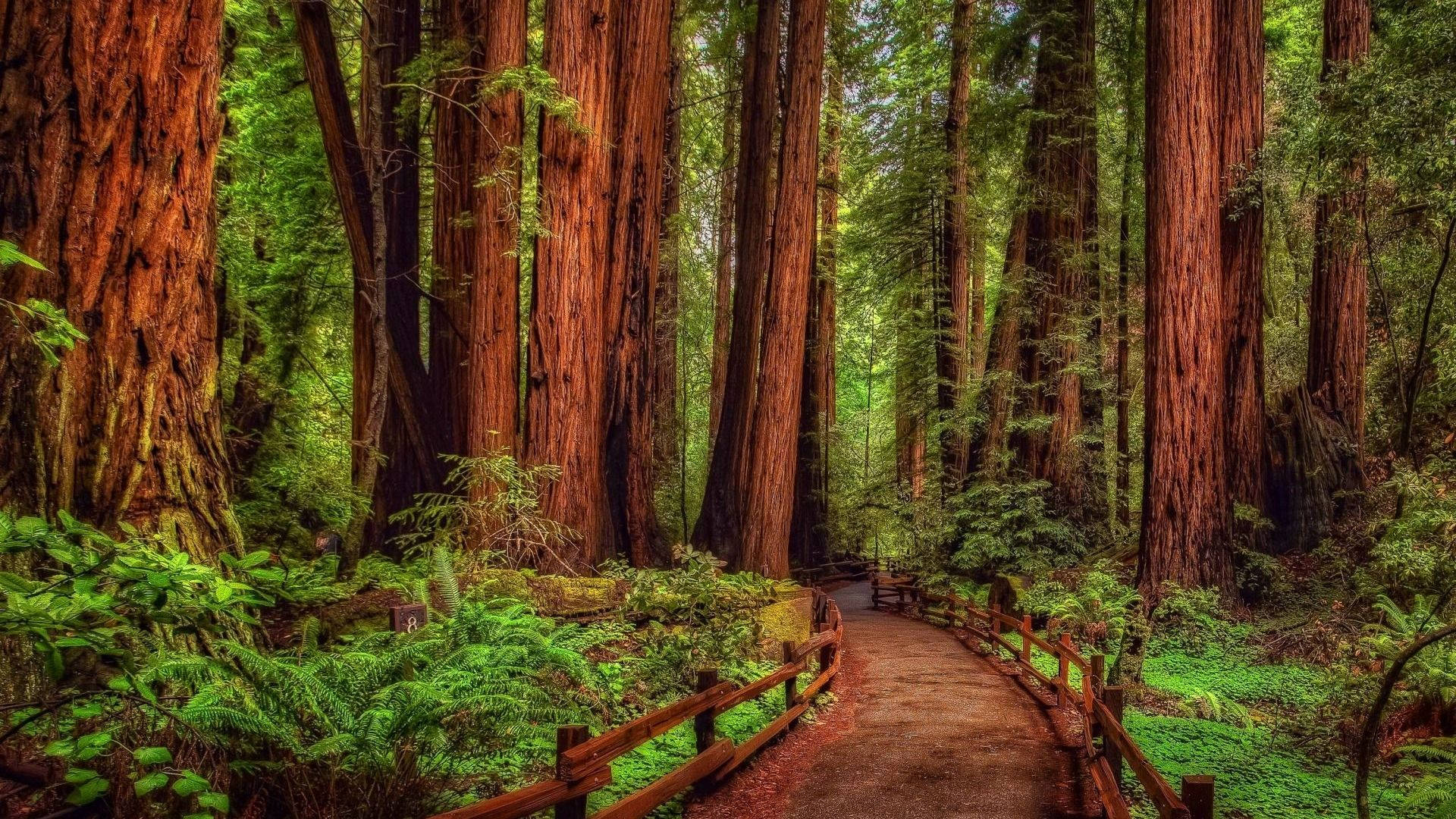 Redwood Forest Background Photos