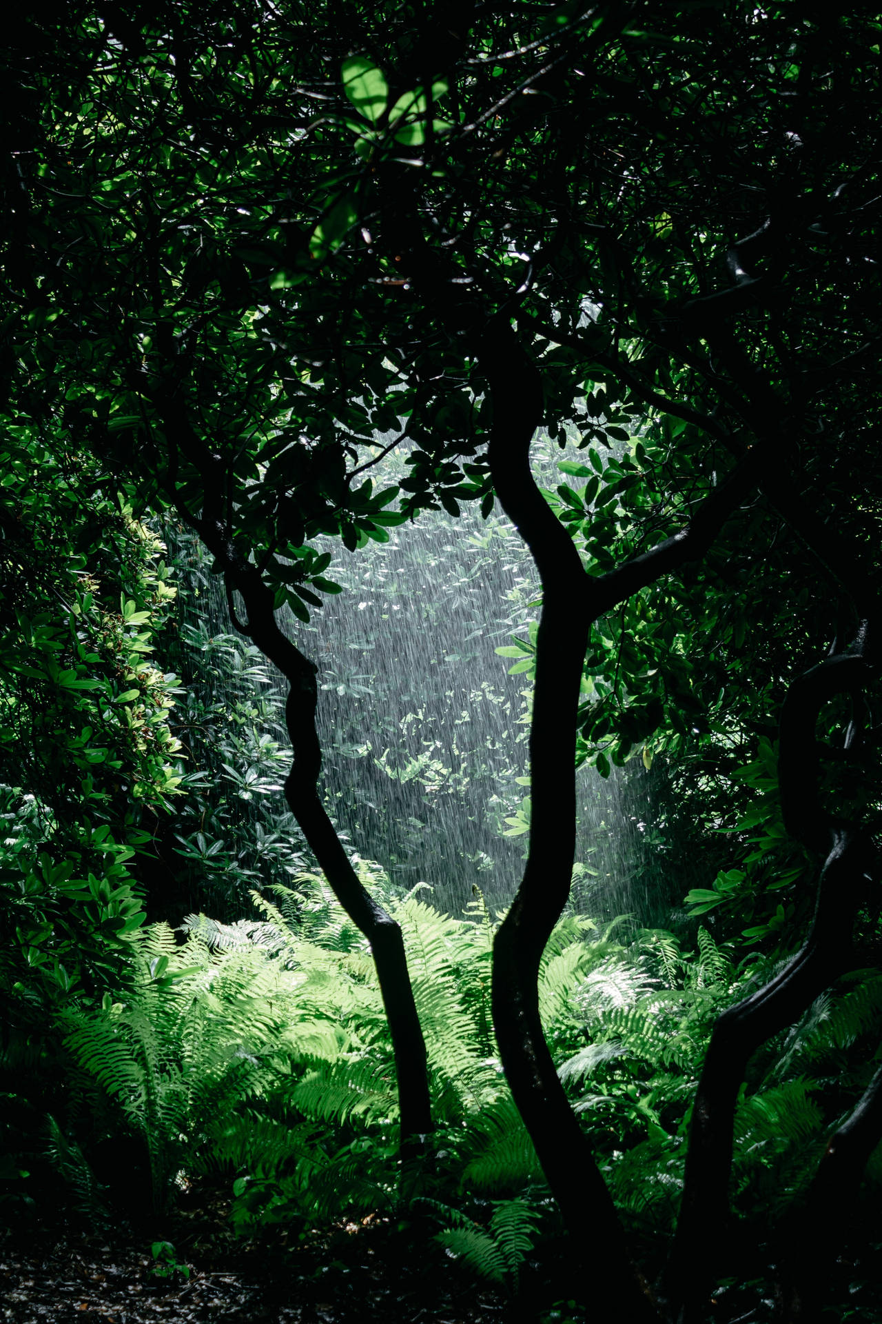 Regenachtig Natuur Achtergrond