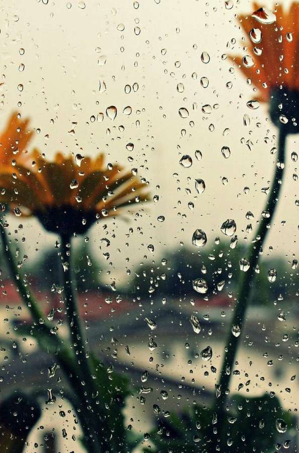 Orange Blumen durch regennasses Glas an einem bewölkten Tag gesehen. — Regentag Wallpaper
