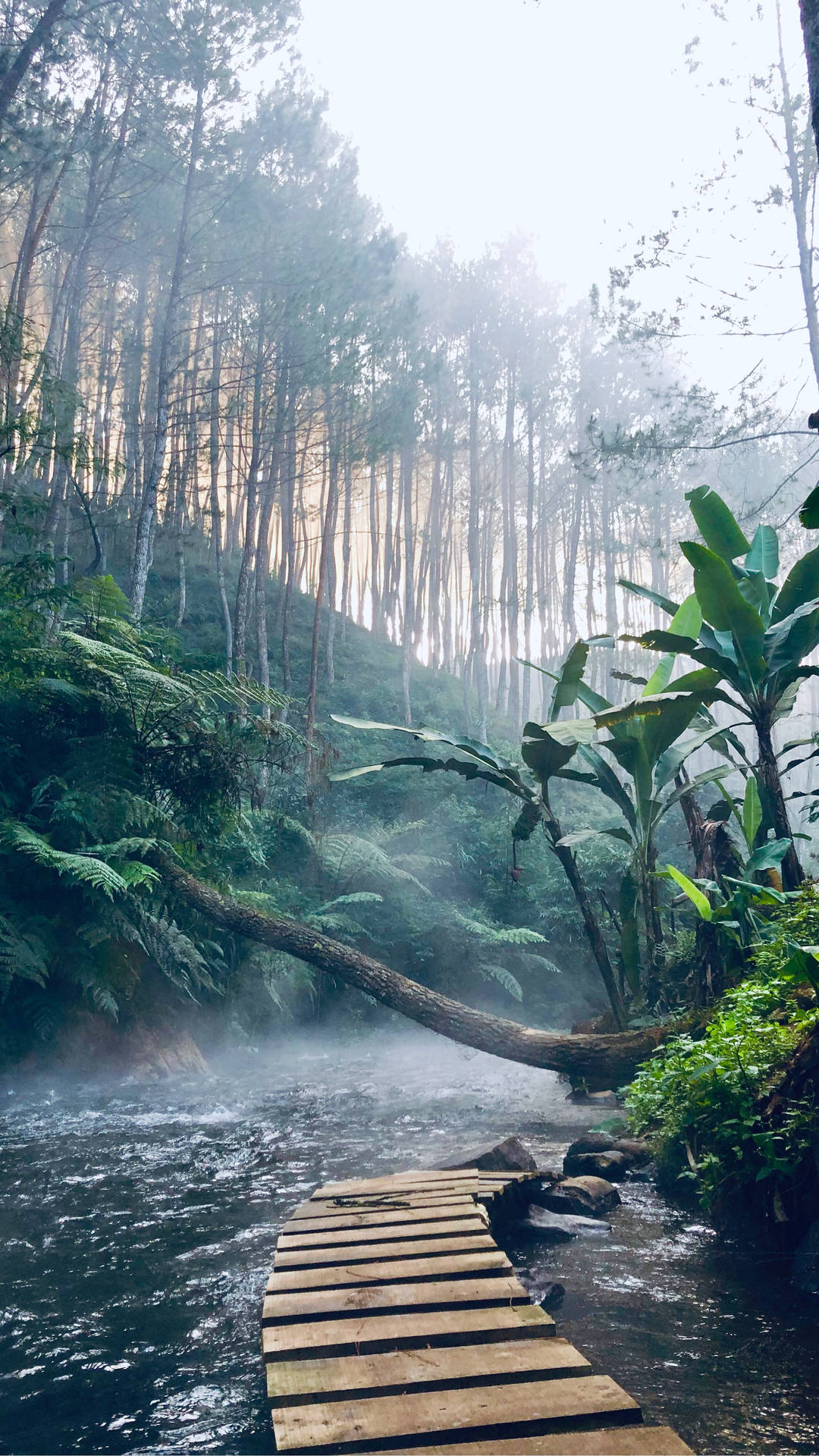 Regenwald Hintergrund