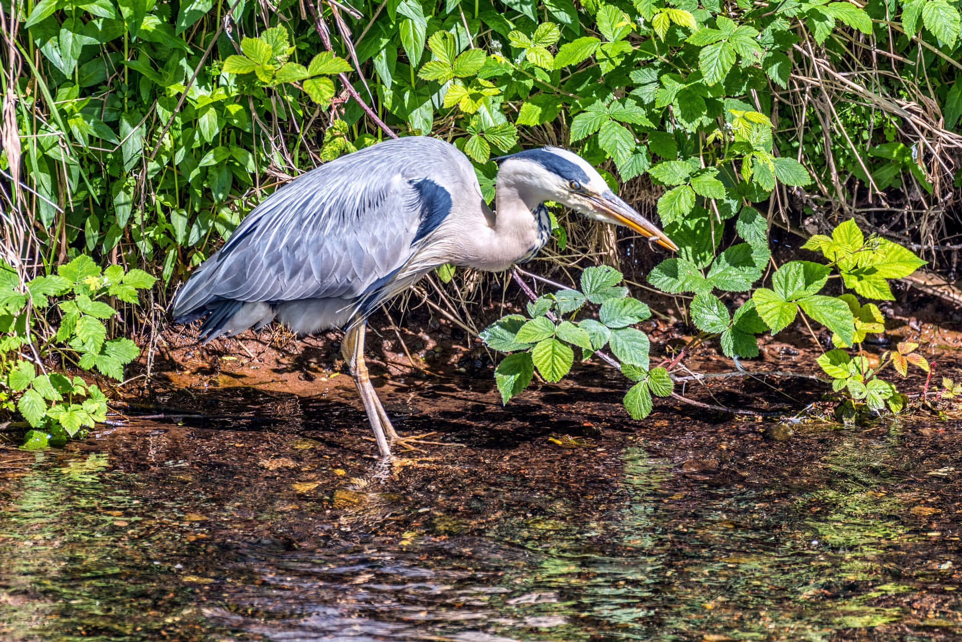 Reiger Achtergrond