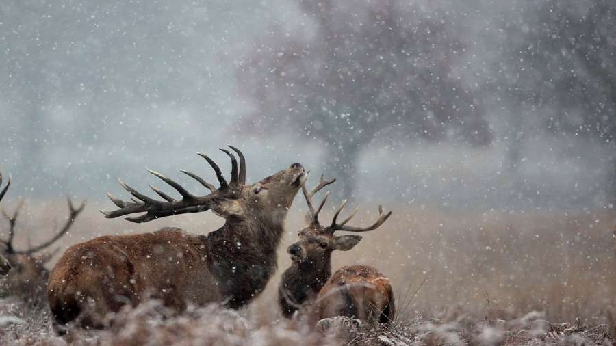 Two deer with antlers standing in a snowy field during winter. — Reindeer Background