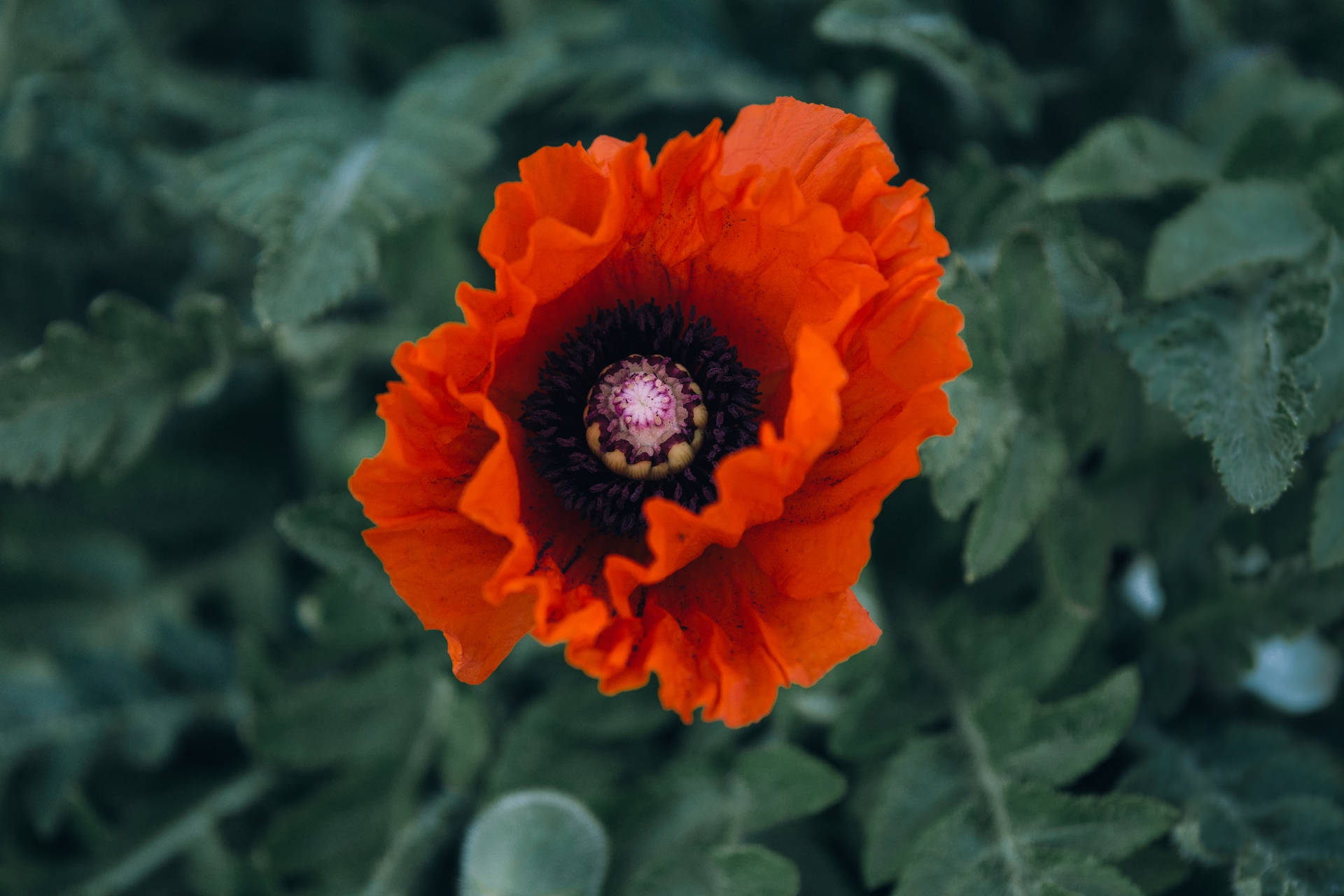 En ljus orange vallmoblomma med mörkt centrum omgiven av gröna blad. — Remembrance bakgrund Bakgrundsbilder