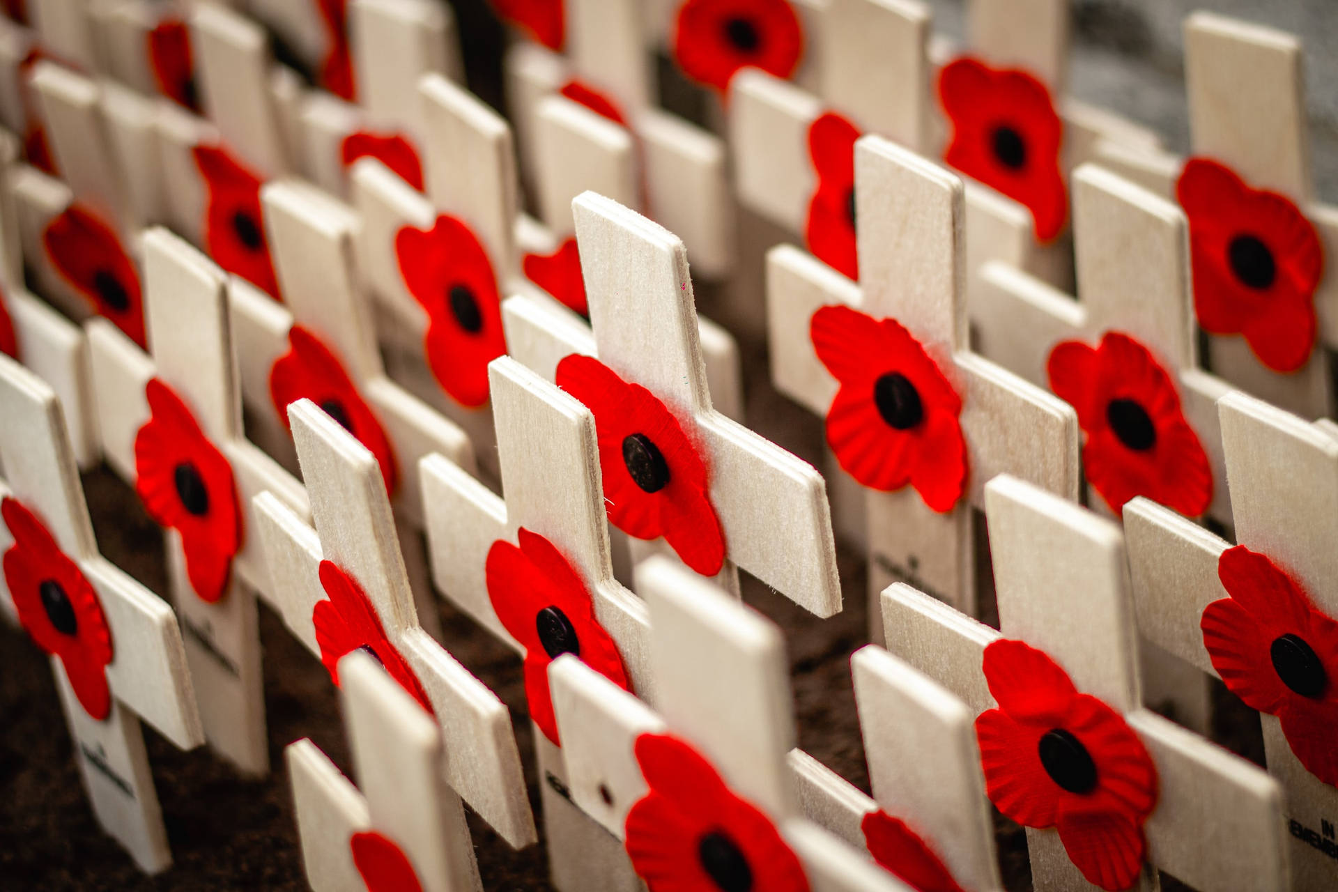 Remembrance Day Background Wallpaper