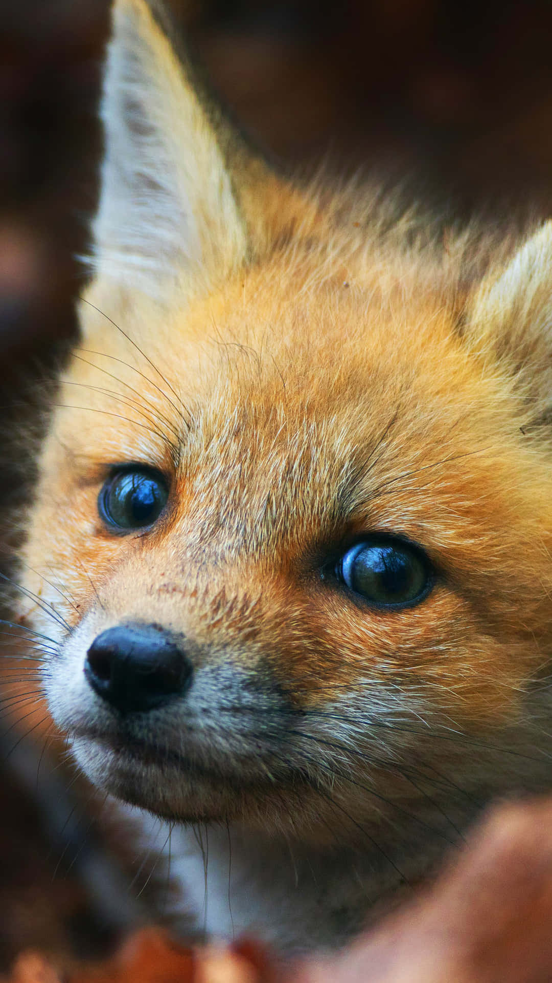 Renard Cool Fond d'écran