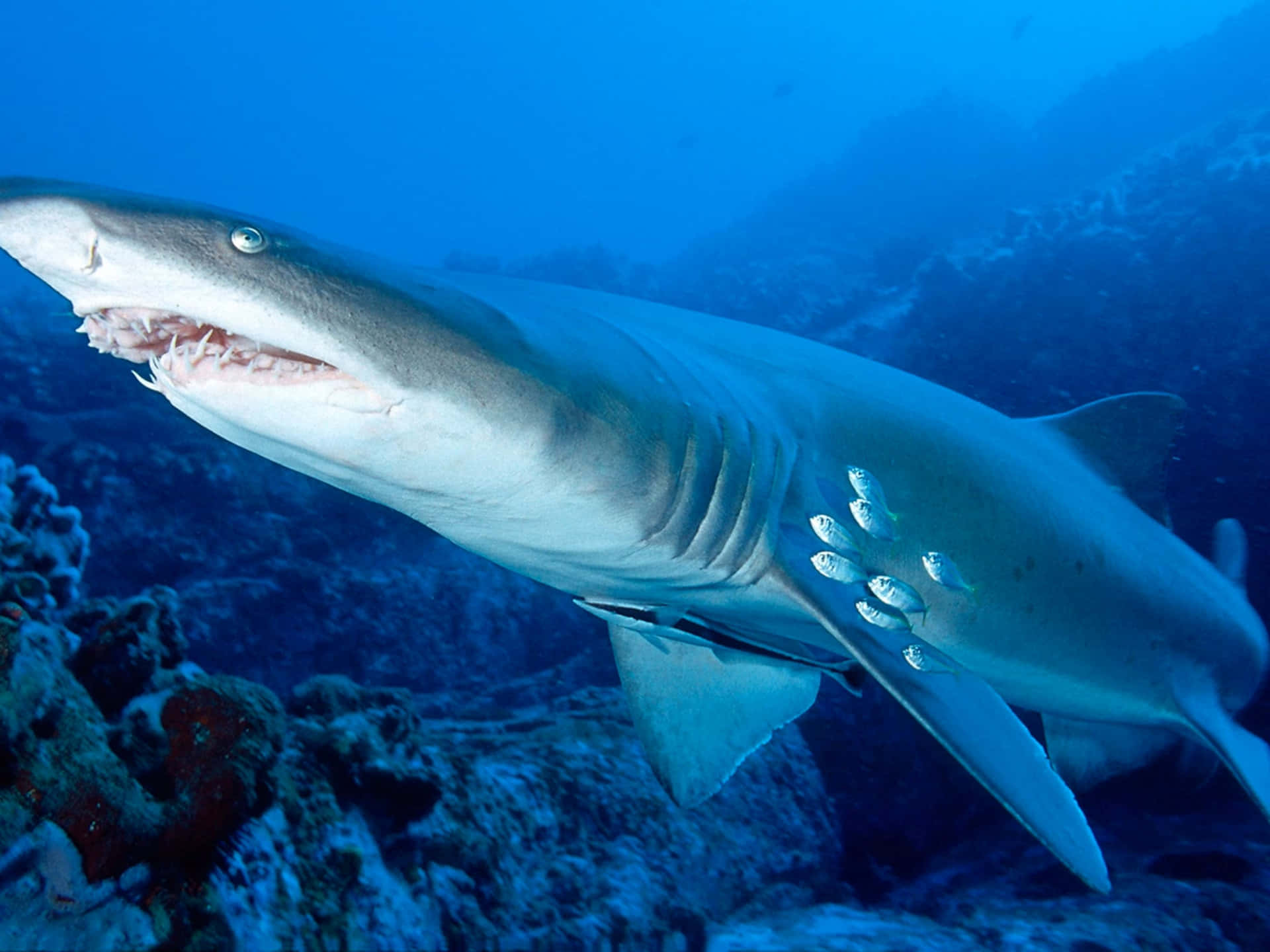 Requin De Sable Fond d'écran